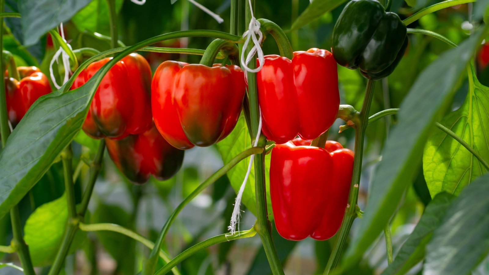The plants have glossy, green leaves with waxy surfaces and are adorned with vibrant, bell-shaped fruits in shades of red and green.