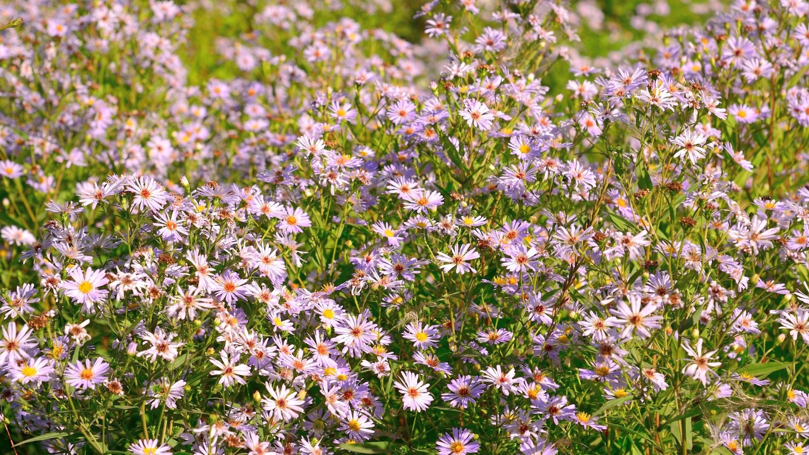 Clusters of delicate, soft pink blooms with golden centers rise on slender green stems, adding a gentle color to the garden.
