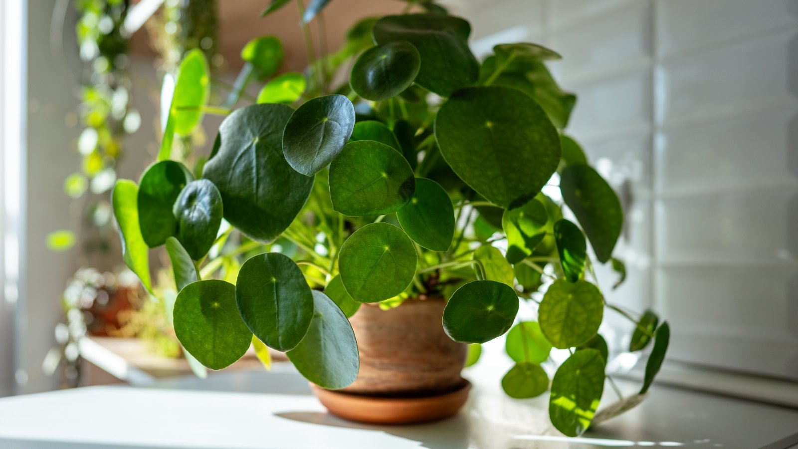 Round, dark green leaves with a waxy texture grow on tall, straight stems in a clay pot in the kitchen.