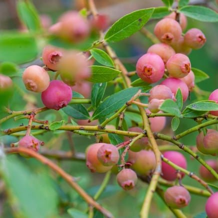 A close-up of 'Pink Lemonade' blueberry branches reveals delicate foliage intertwined with pink berries. Each branch showcases nature's artistry, with lush green leaves providing a backdrop to the striking hue of the pink blueberries.