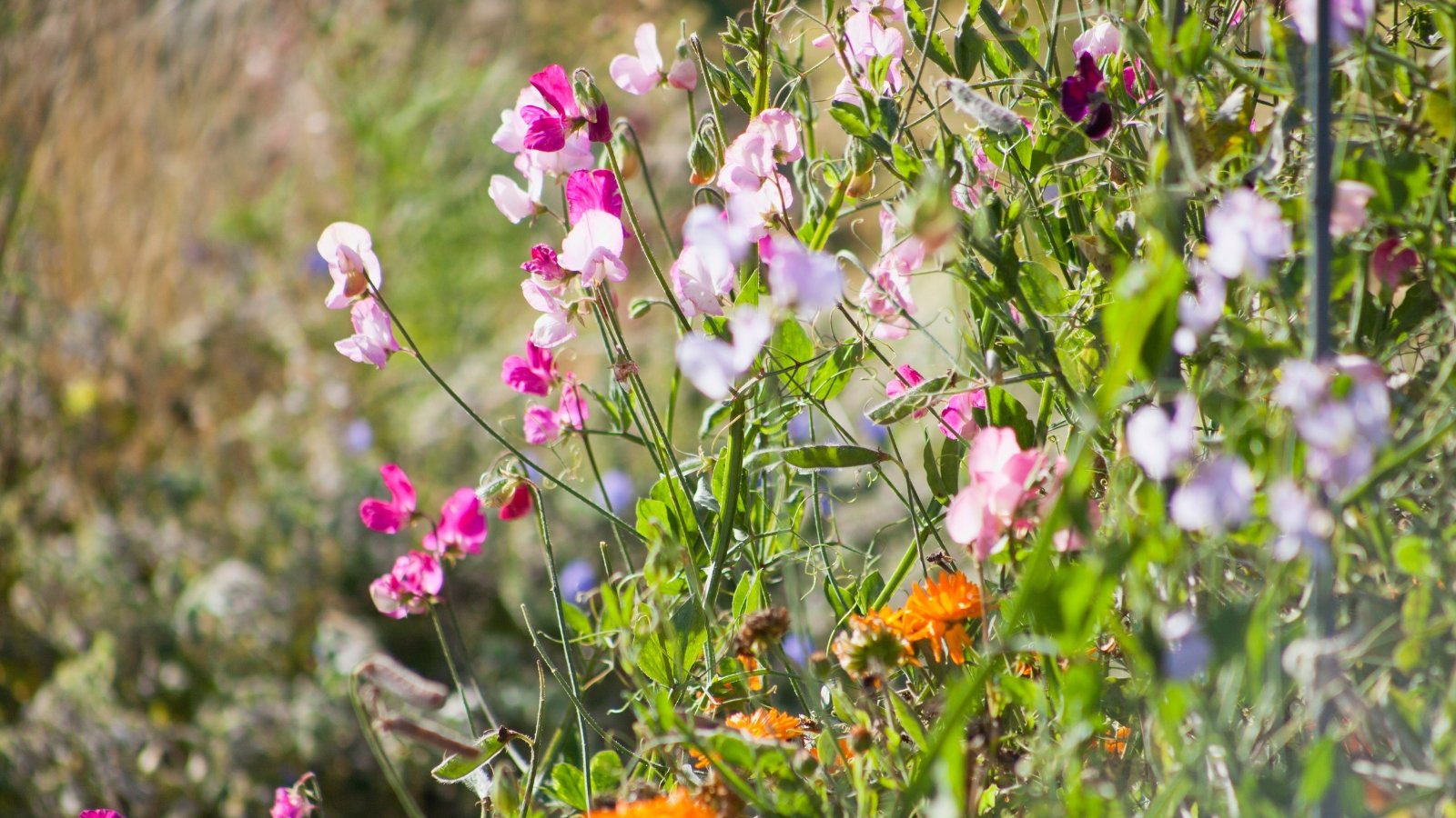 Ruffled pastel blooms on long, slender stems with oval green leaves, basking under bright sunlight.
