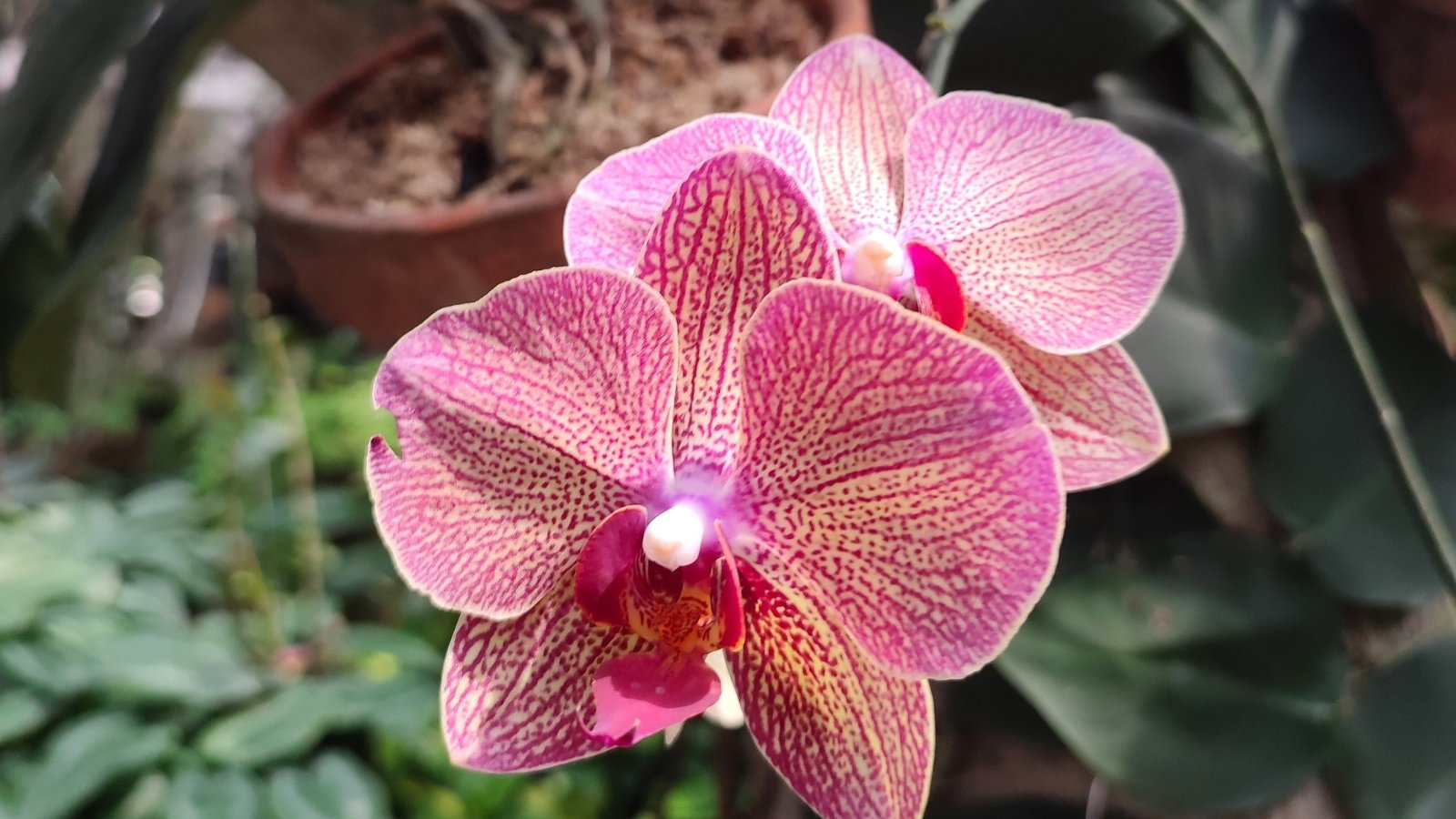 Emerging from a background of leaves, large, vibrant pink petals with intricate veins and a central purple heart.