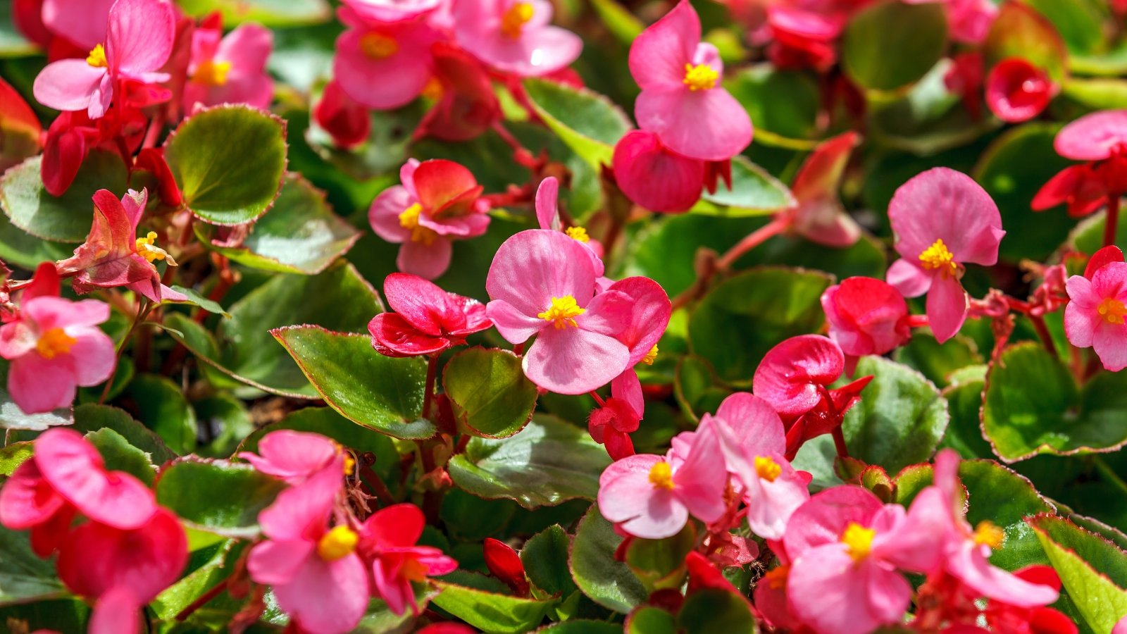 A close-up of Begonia featuring pink wax Begonia flowers with delicate petals and vibrant color, contrasted against lush green leaves showcasing intricate veins and glossy texture. This scene captures the beauty of nature's harmonious blend of colors and textures in a botanical setting.