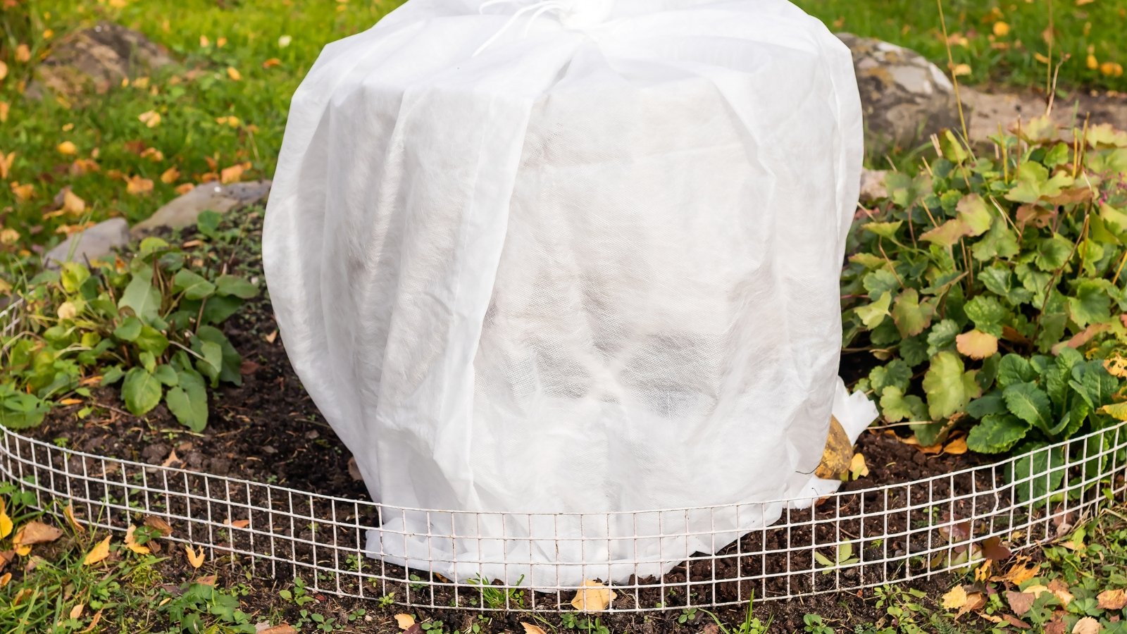 Un parterre circular rodeado por una valla de alambre, donde las plantas están completamente cubiertas con una tela blanca helada, protegiéndolas en medio de la cubierta del suelo ligeramente cubierta de maleza.