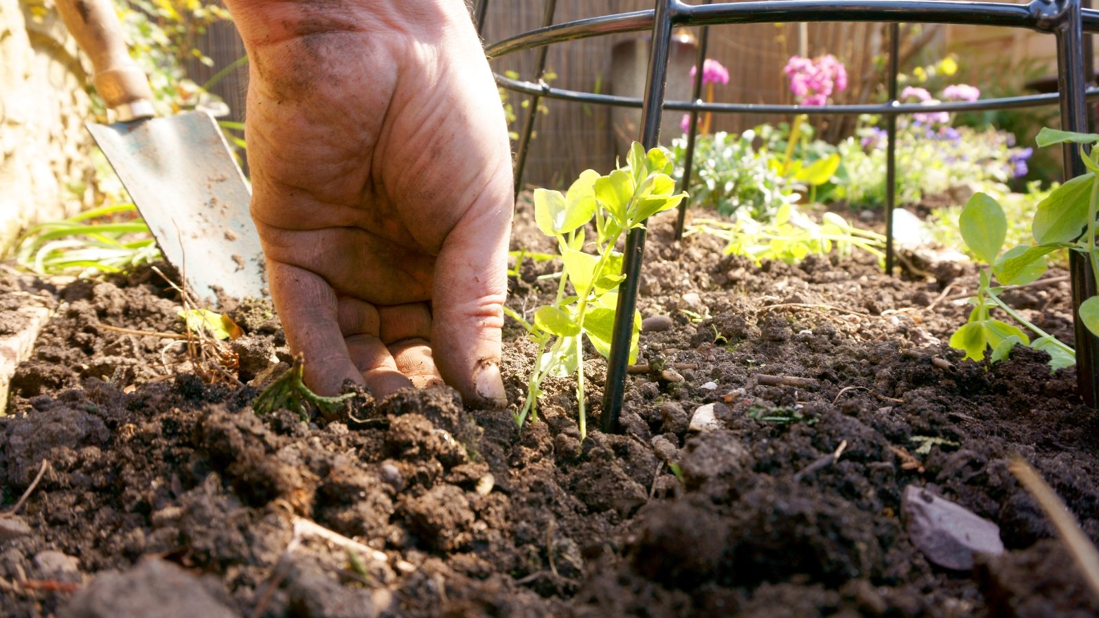 Close-up of a gardener's hand planting a young sapling with arching stems and smooth green leaves into loose, dark brown soil beside vertical trellises.
