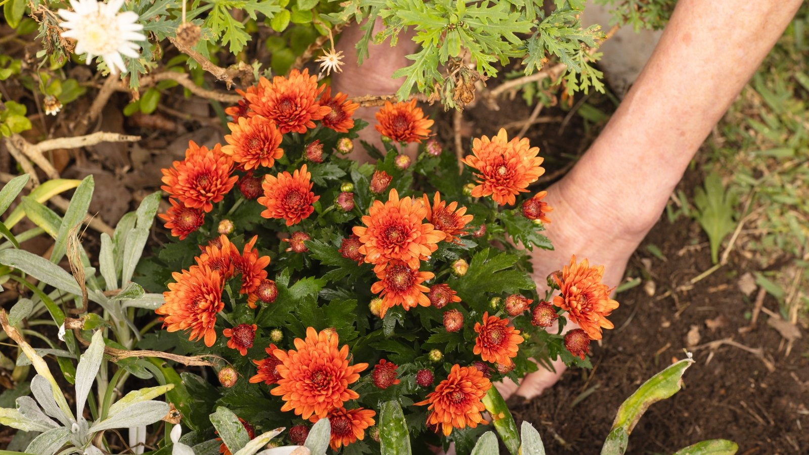 Close-up of a woman's hands planting a blooming seedling with bright orange double flowers and dark green lobed leaves with jagged edges in the soil.