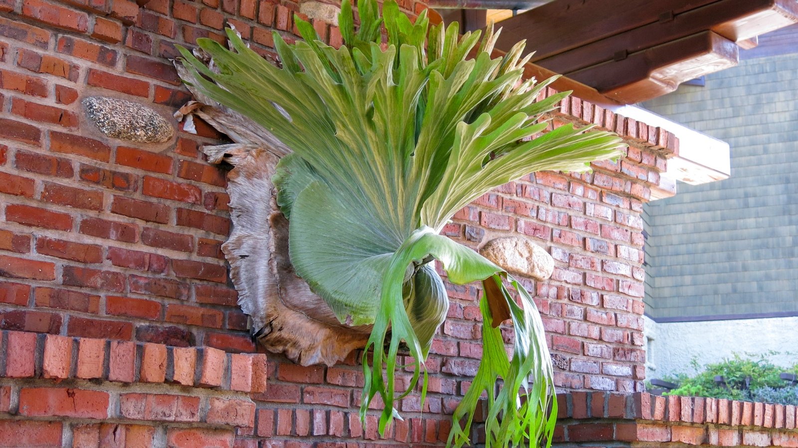 A Platycerium bifurcatum, or staghorn fern, mounted on a brick wall outdoors, its unique fronds cascading down gracefully.