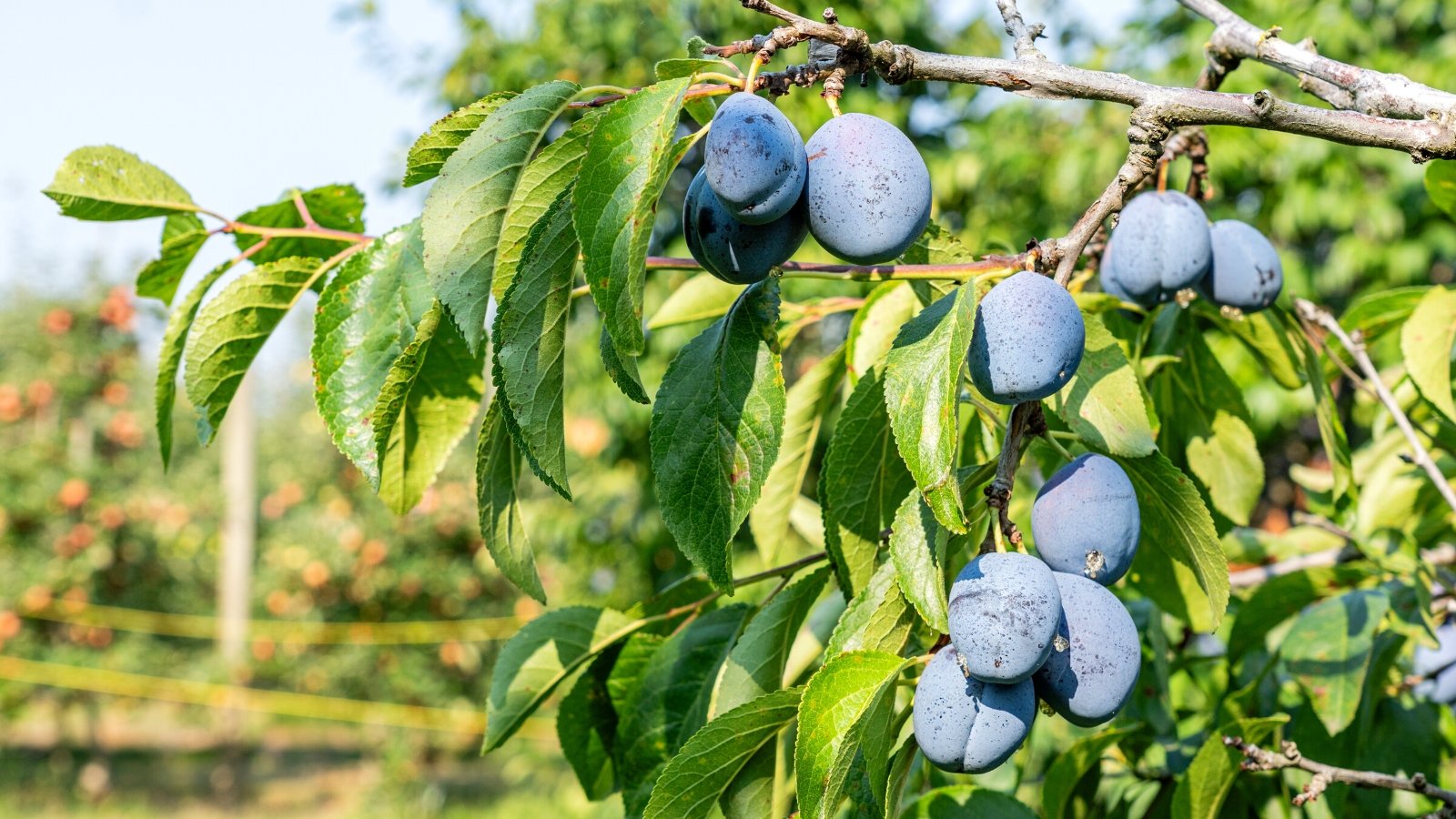 Close-up of a plum fruit tree in a sunny garden. The Plum tree exhibits a graceful and vibrant appearance, characterized by its spreading canopy of lush, ovate leaves with serrated edges. The tree produces fruit, plums, which grow in clusters, are oval in shape and come in purple.