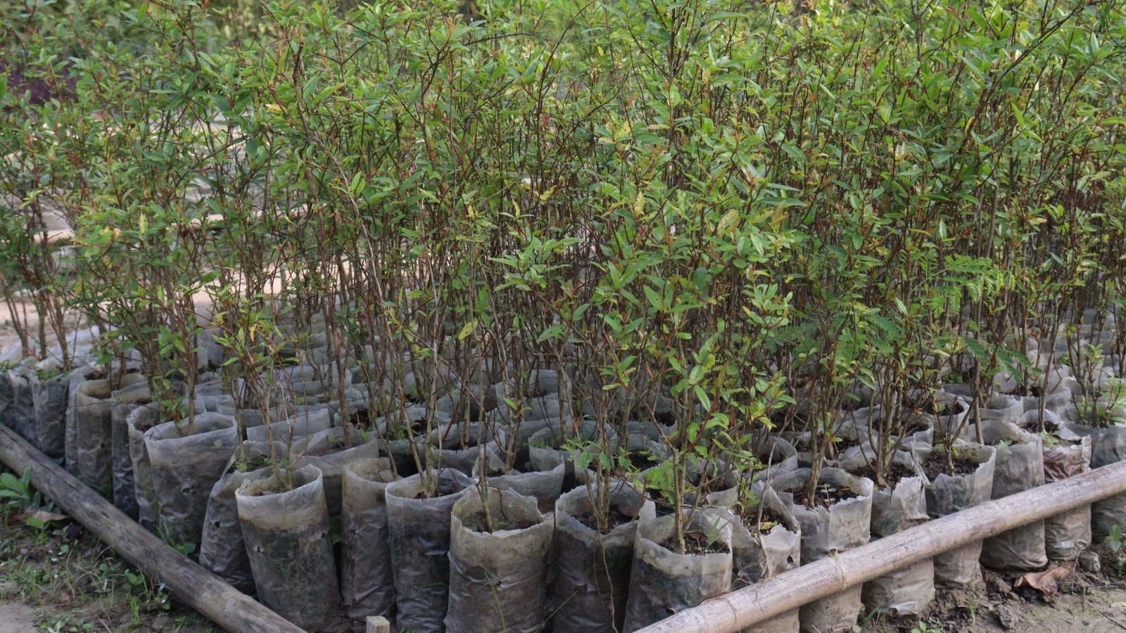 Multiple transparent plastic bags packed tightly together, creating a dense arrangement. Each individual plastic bag cradles a young and vibrant pomegranate sapling, showing promising signs of growth and vitality.