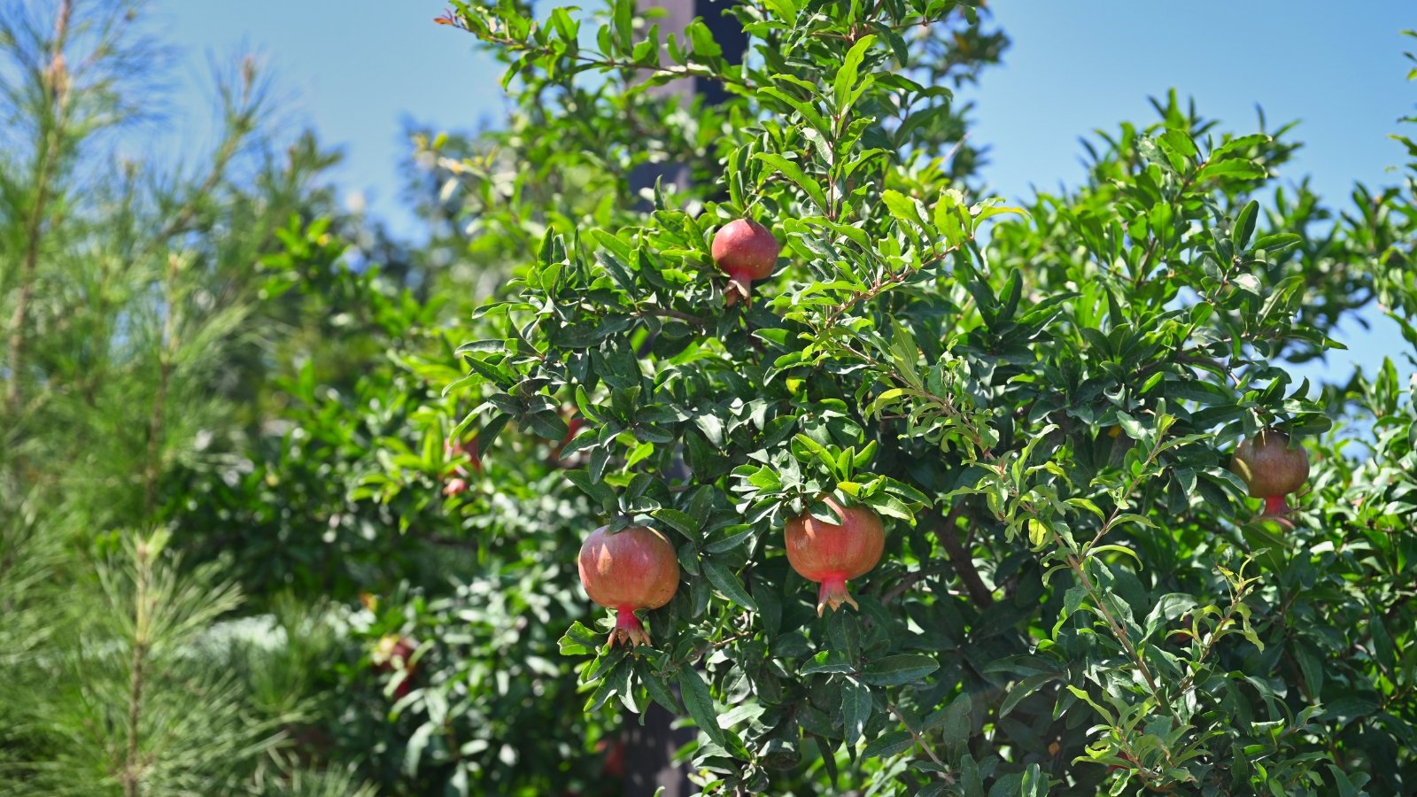 A 'Wonderful' pomegranate shrub, its fruits catching the eye, stands amidst a backdrop of verdant foliage. The sunlight cascades gently, casting a warm glow over the entire scene, illuminating the beauty of nature's bounty.