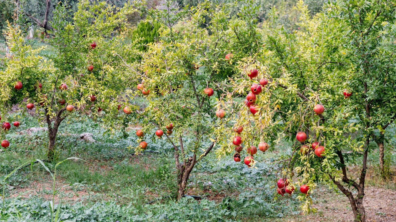 Small pomegranate trees stand in a garden, their branches reaching towards the sky. Clusters of vibrant red pomegranates hang from the branches, promising sweetness and refreshment in their juicy seeds.