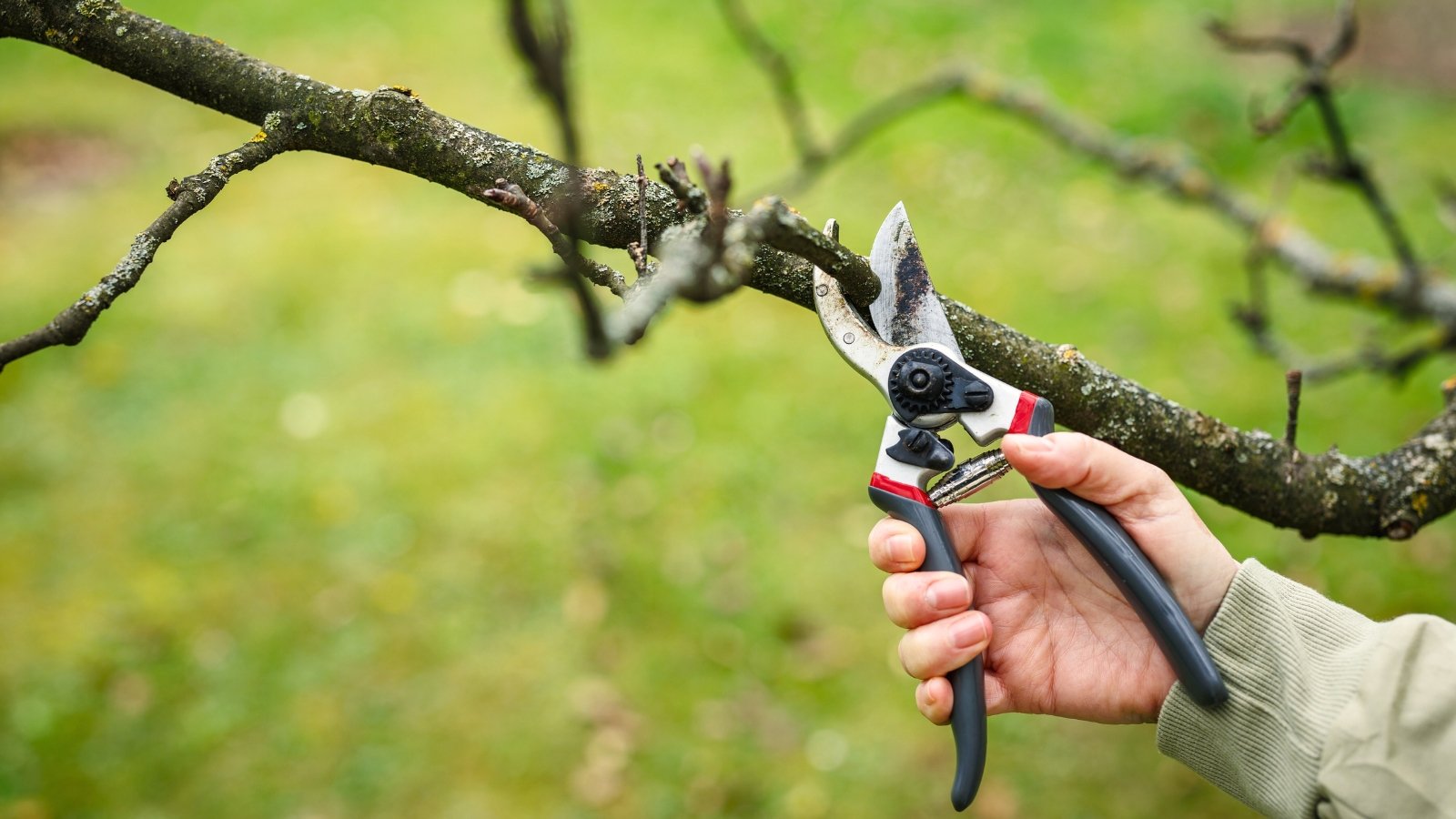 Close-up of a man with pruning shears prepared to trim the bare branches of a fruit tree in a garden, with a blurred background of green grass.