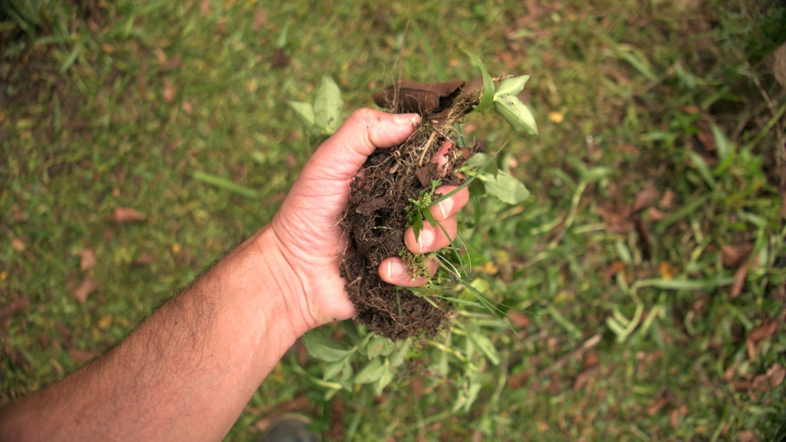 A close-up shows a man’s hand grasping freshly pulled weeds with visible roots and clinging soil, set against a softly blurred garden bed backdrop.
