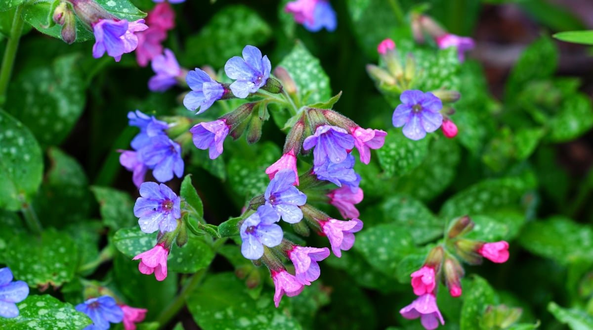 A cluster of petite purple and pink lungwort blossoms, sparkling under dewy morning light. In the backdrop, verdant leaves catch droplets of dew, creating a serene, blurred ambiance in the garden.