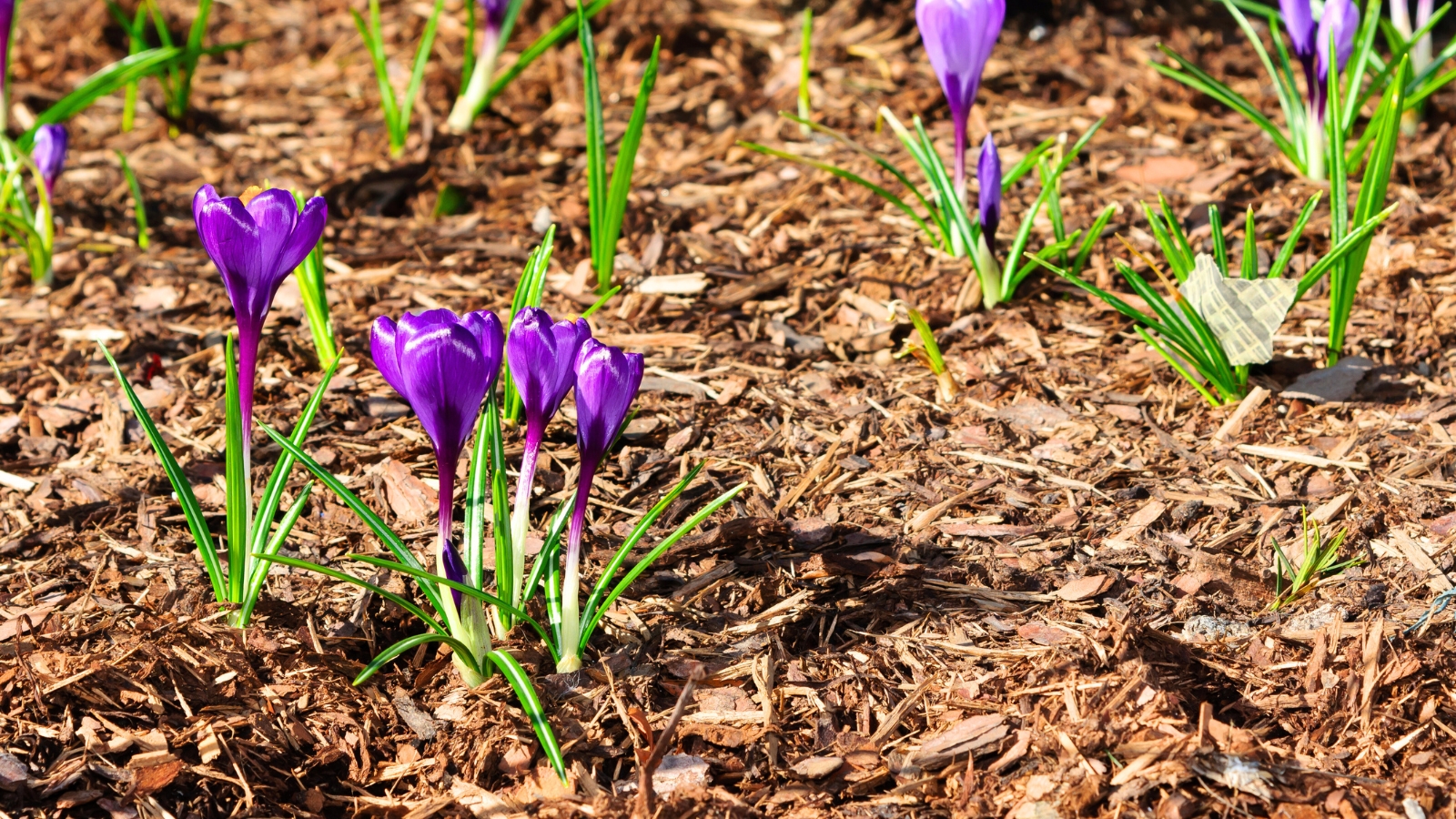 Short green stems bear goblet-shaped flowers in vibrant purple, surrounded by fine, grass-like leaves with smooth edges, and the soil is covered with a layer of wood chip mulch.
