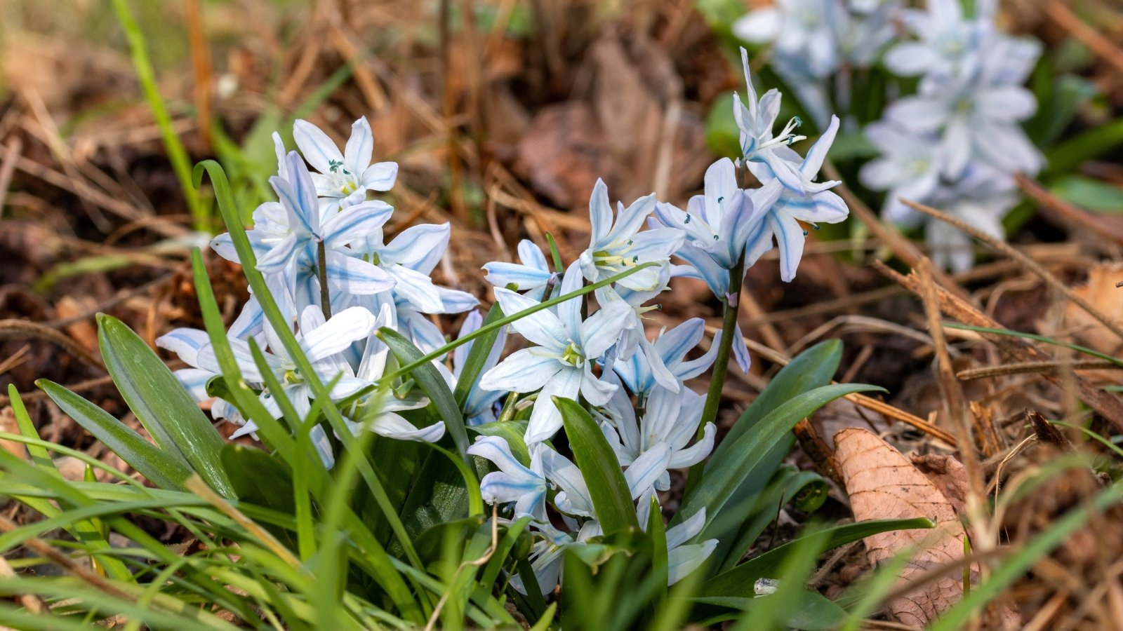 Clusters of delicate pale blue Puschkinia scilloides flowers with faint stripes, surrounded by slender green leaves and set against brown, earthy soil.