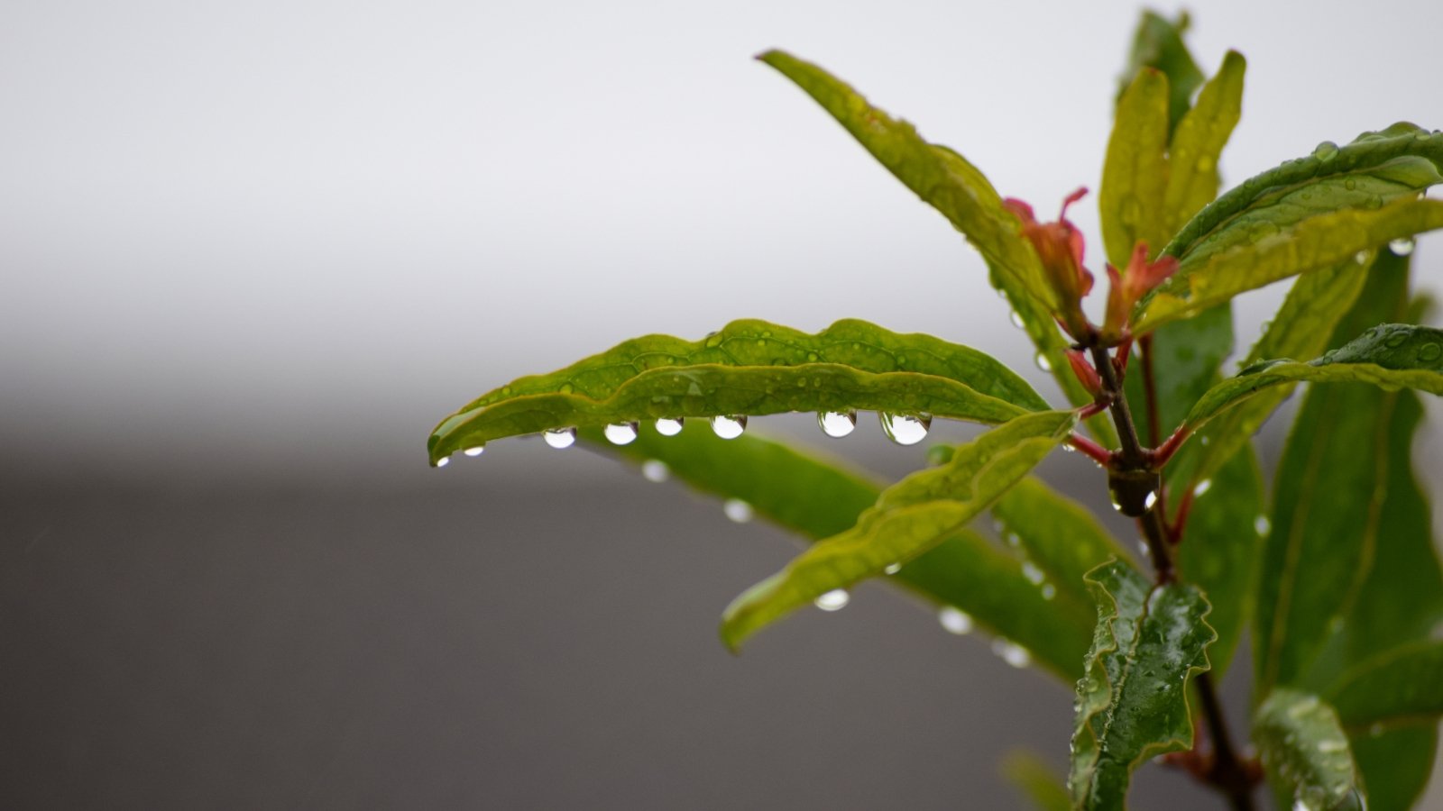 A close-up of slender green leaves glisten with water droplets, catching the light delicately. The blurred gray background accentuates the vivid greenery, evoking a serene ambiance amidst nature's quiet beauty.