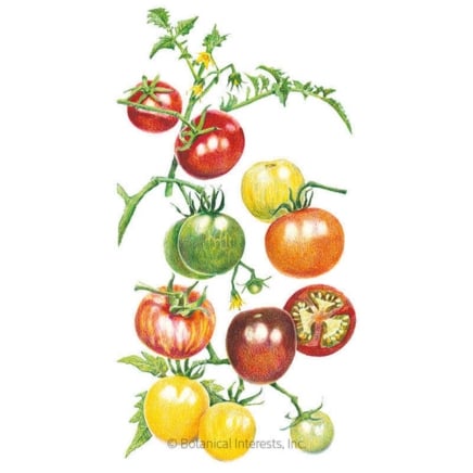 Rainbow Pole Cherry Tomato