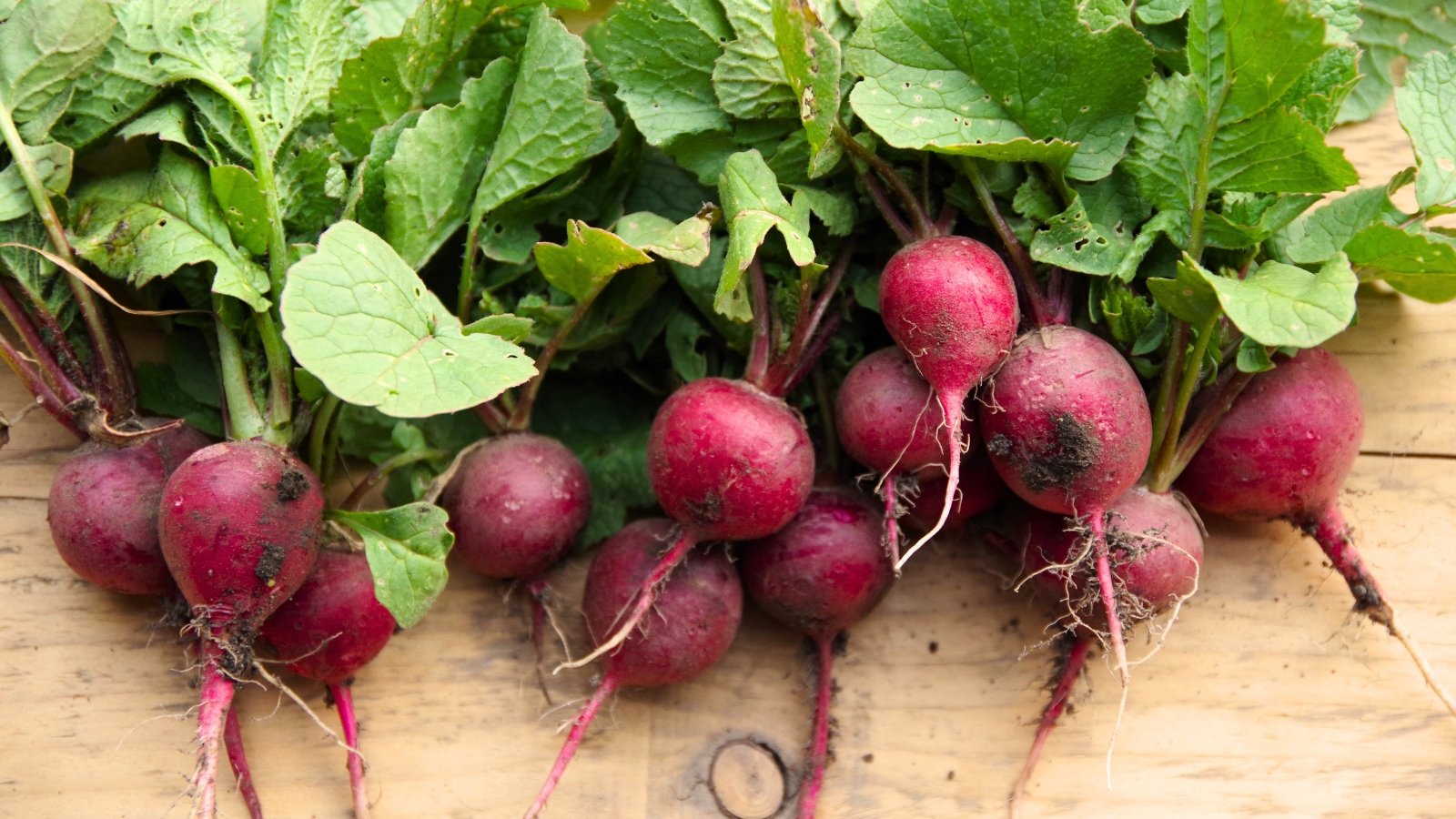 Freshly cut, round, bright red roots with crisp white interiors sit atop short, lush green tops on a wooden surface.