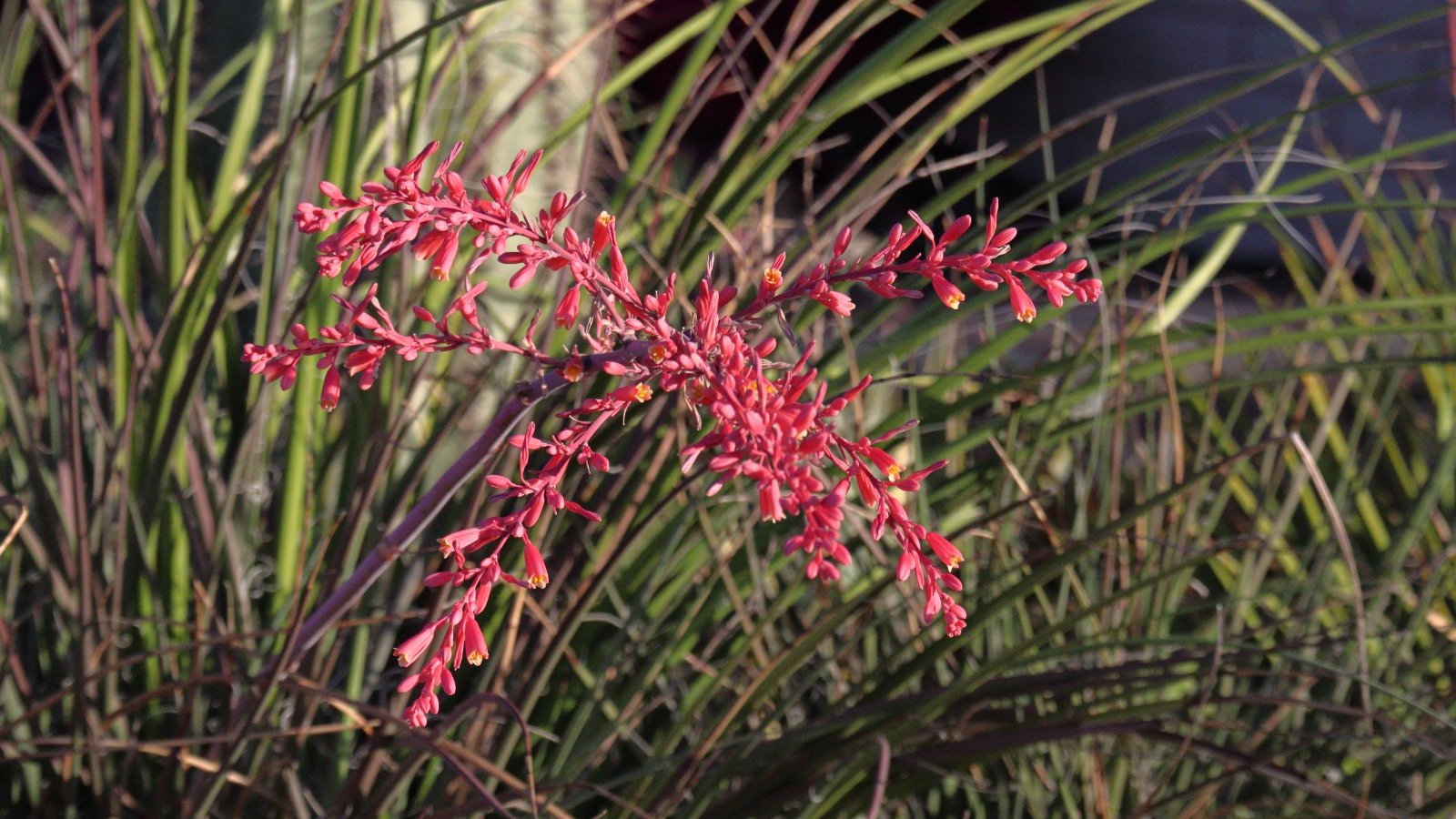 A close-up of Red Yucca reveals vibrant red flowers with delicate petals, adding a pop of color to the garden. The long, slender leaves of the Red Yucca create an elegant contrast with their deep green hue, enhancing the overall visual appeal.