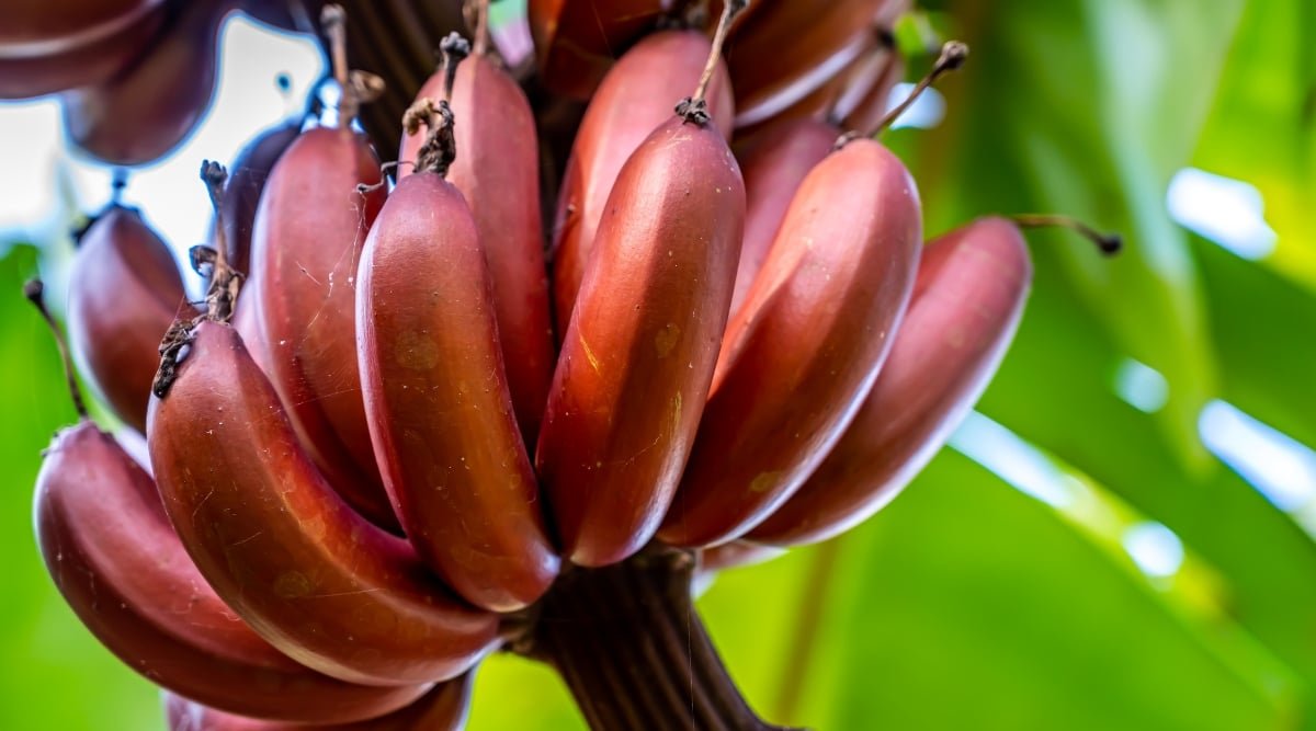 A bunch of red bananas in close-up, showcasing their unique hue and texture. In the background, green leaves create a blurred yet natural backdrop, enhancing the visual appeal of the composition.