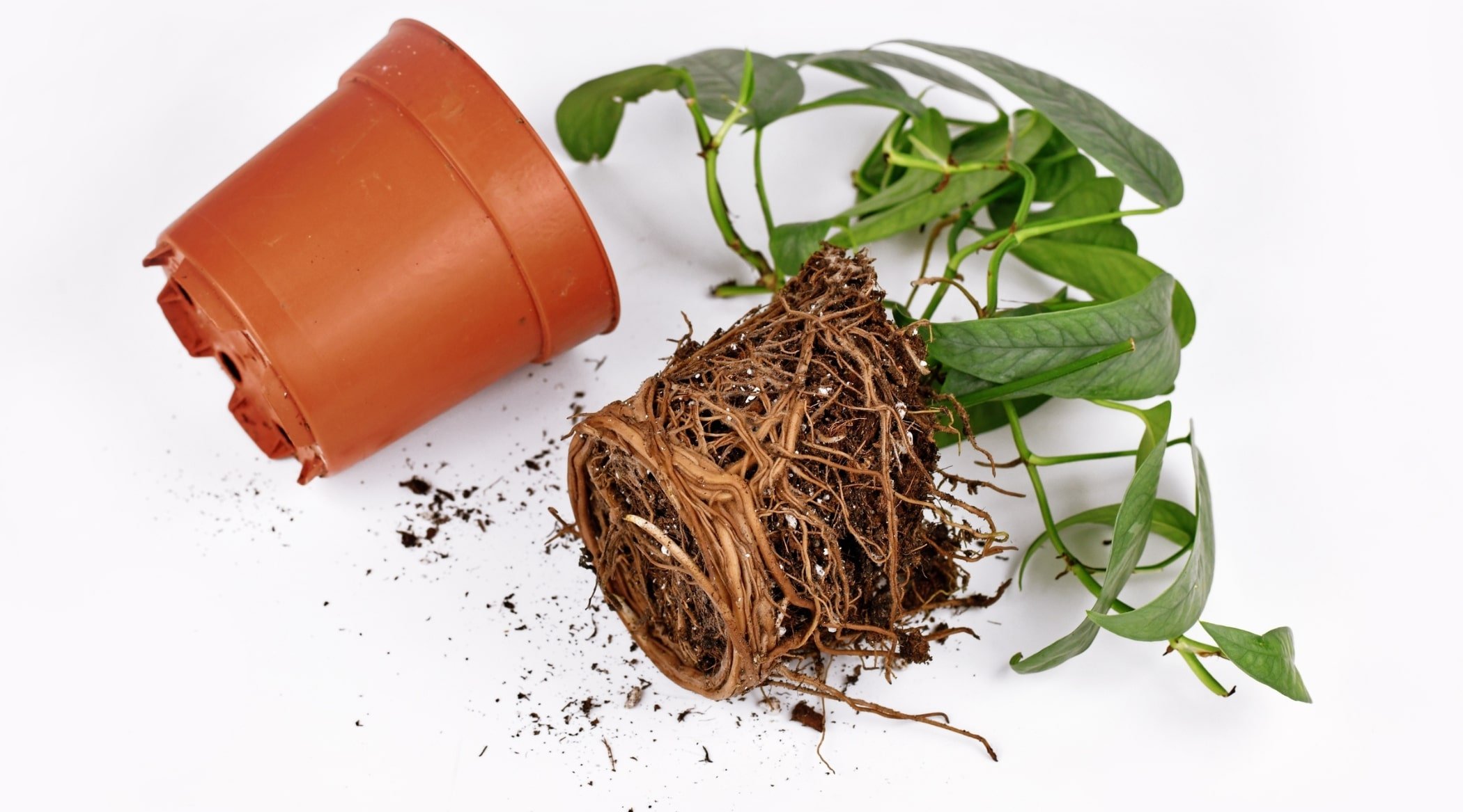 rootbound pothos plant removed out of pot