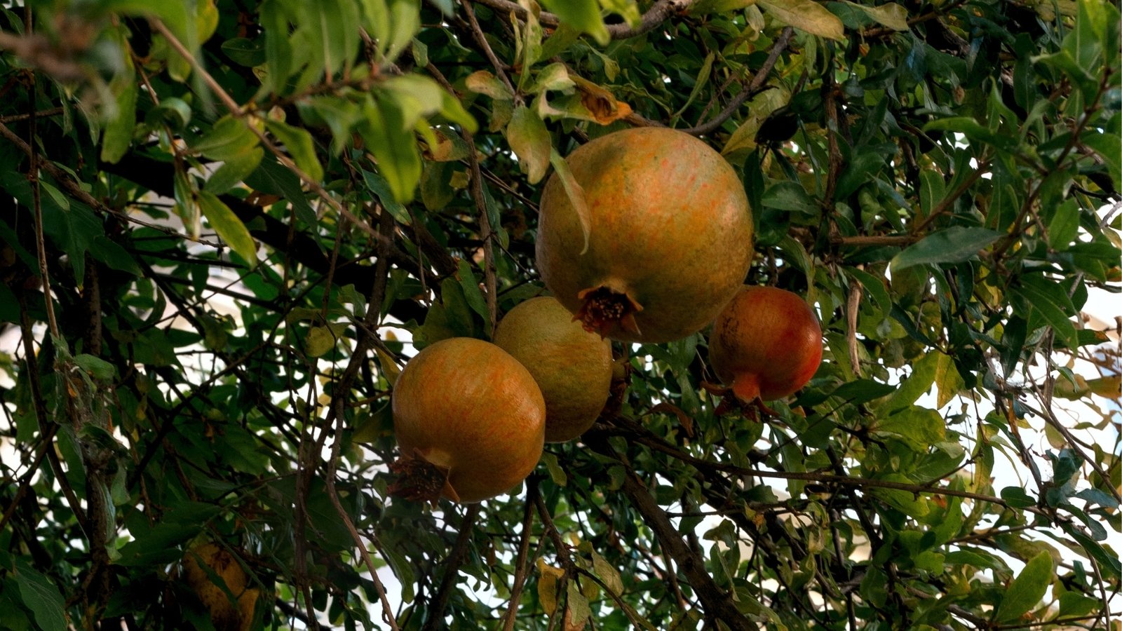 Green pomegranates hang from branches, hinting at the promise of future sweetness. The lush foliage encircling the fruit adds a backdrop of freshness and vitality to the scene, promising future harvest.