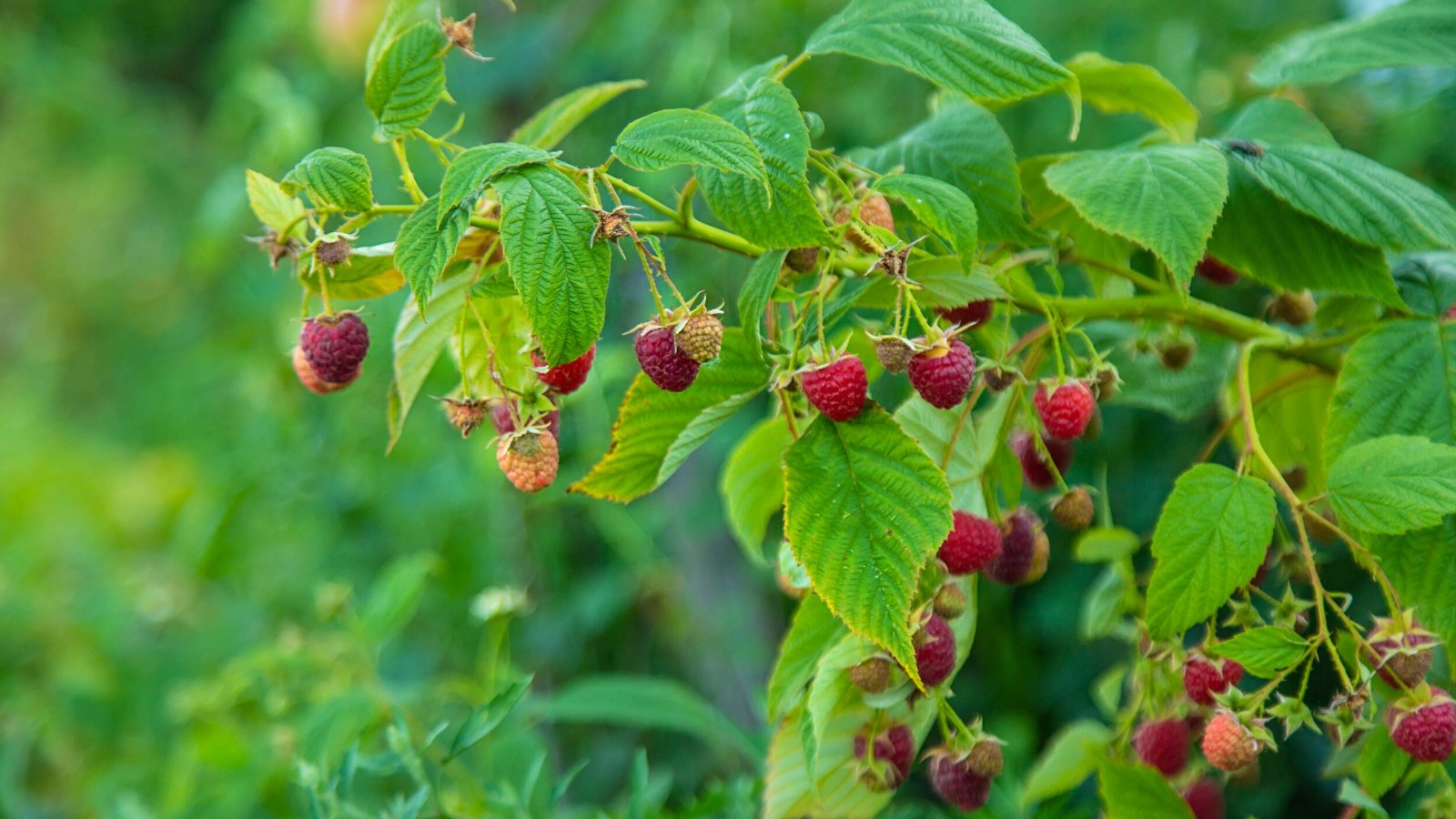 Close-up of raspberry shrub with ripe berries in the garden on a blurred green background. The raspberry shrub presents a charming and fruitful appearance, characterized by its slender, thorny stems that arch gracefully and bear delicate, serrated-edged leaves arranged in groups of three. The shrub is adorned with clusters of small, conical berries of bright red-pink color. They are composed of multiple tiny, individual drupelets, each containing a small seed.