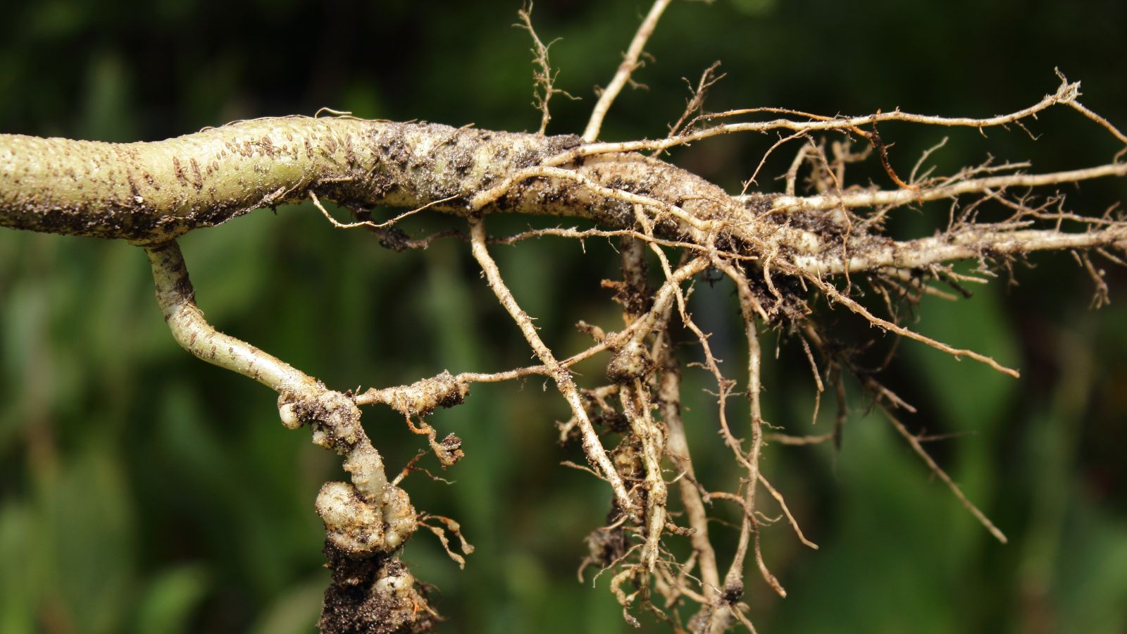Root-knot nematodes on a white root crop, appearing tangled with bulbous parts, caked with dark brown soil looking damp