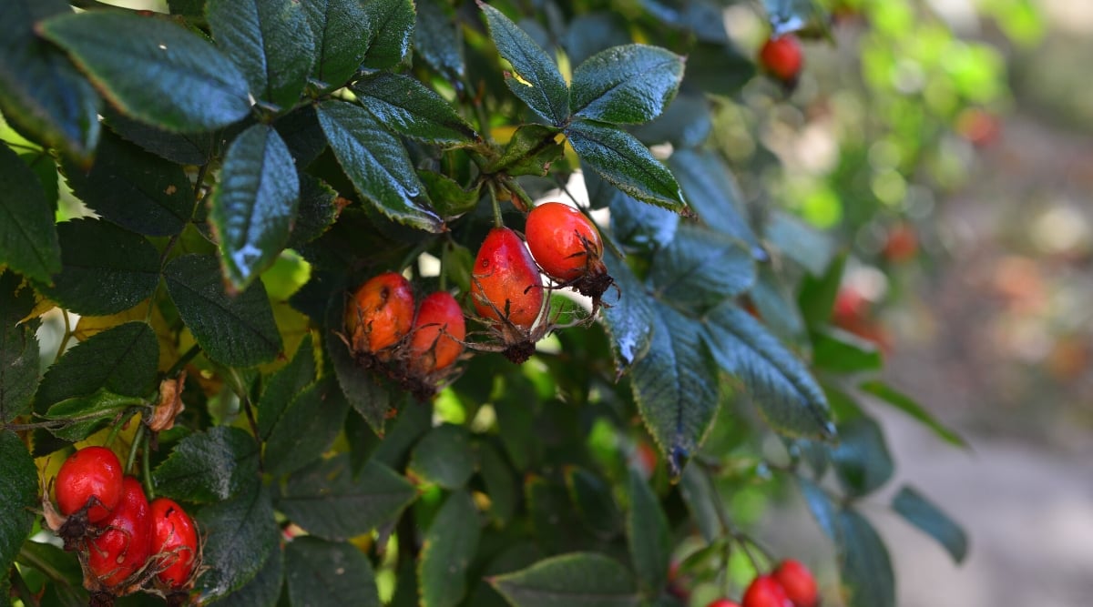 Close-up of a rose bush with hips in the garden. The bush boasts vibrant green, compound-pinnate foliage with jagged edges. Rose hips are small, oval-shaped structures that come in orange-red color.