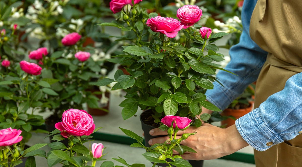 Close-up of a gardener holding a black pot of blooming roses in a greenhouse among many potted roses. The gardener is wearing a dark beige apron and a denim shirt. The rose has upright, spiny stems with pinnately compound dark green leaves with jagged edges. The flowers are cup-shaped, lush, double, with bright pink petals.