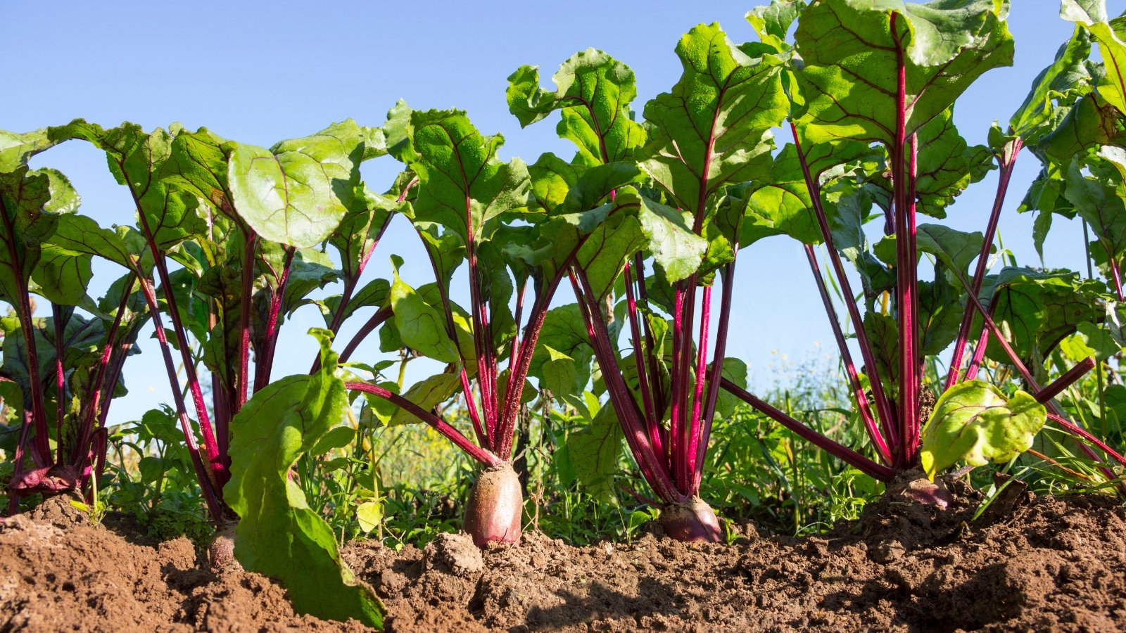 Rows of green leafed plants with red stems growing in dark brown soil, representing healthy growth and neat planting in a well-maintained garden.