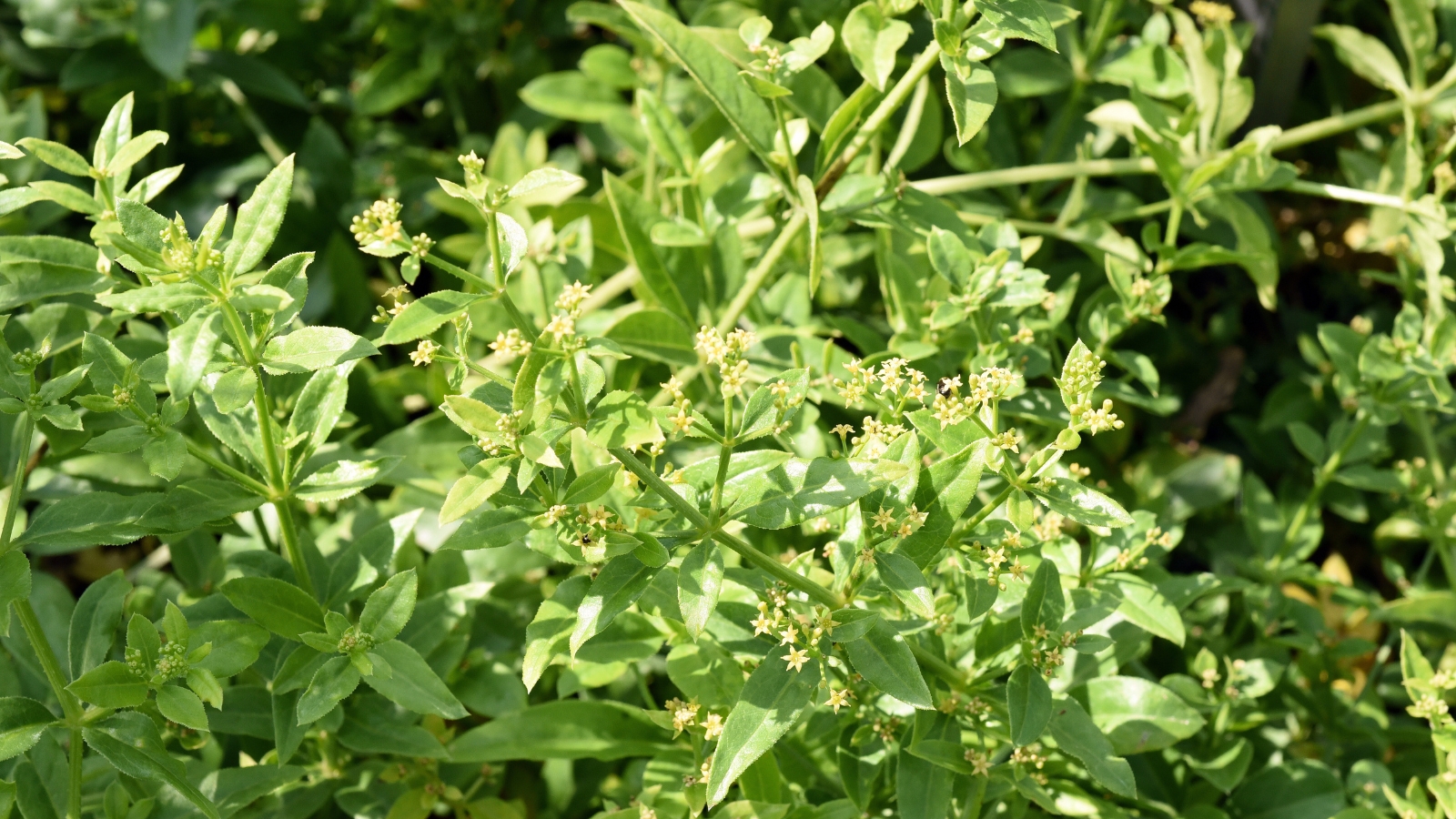 Rubia tinctorum showcases slender leaves and clusters of petite, starry yellow flowers under full sun.