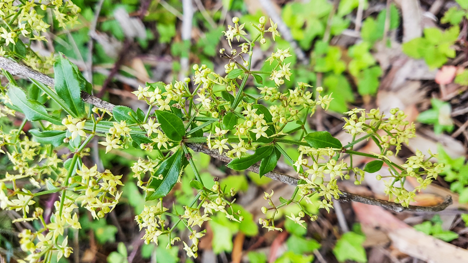 Rubia tinctorum is adorned with narrow leaves and delicate, yellow, star-shaped flowers.