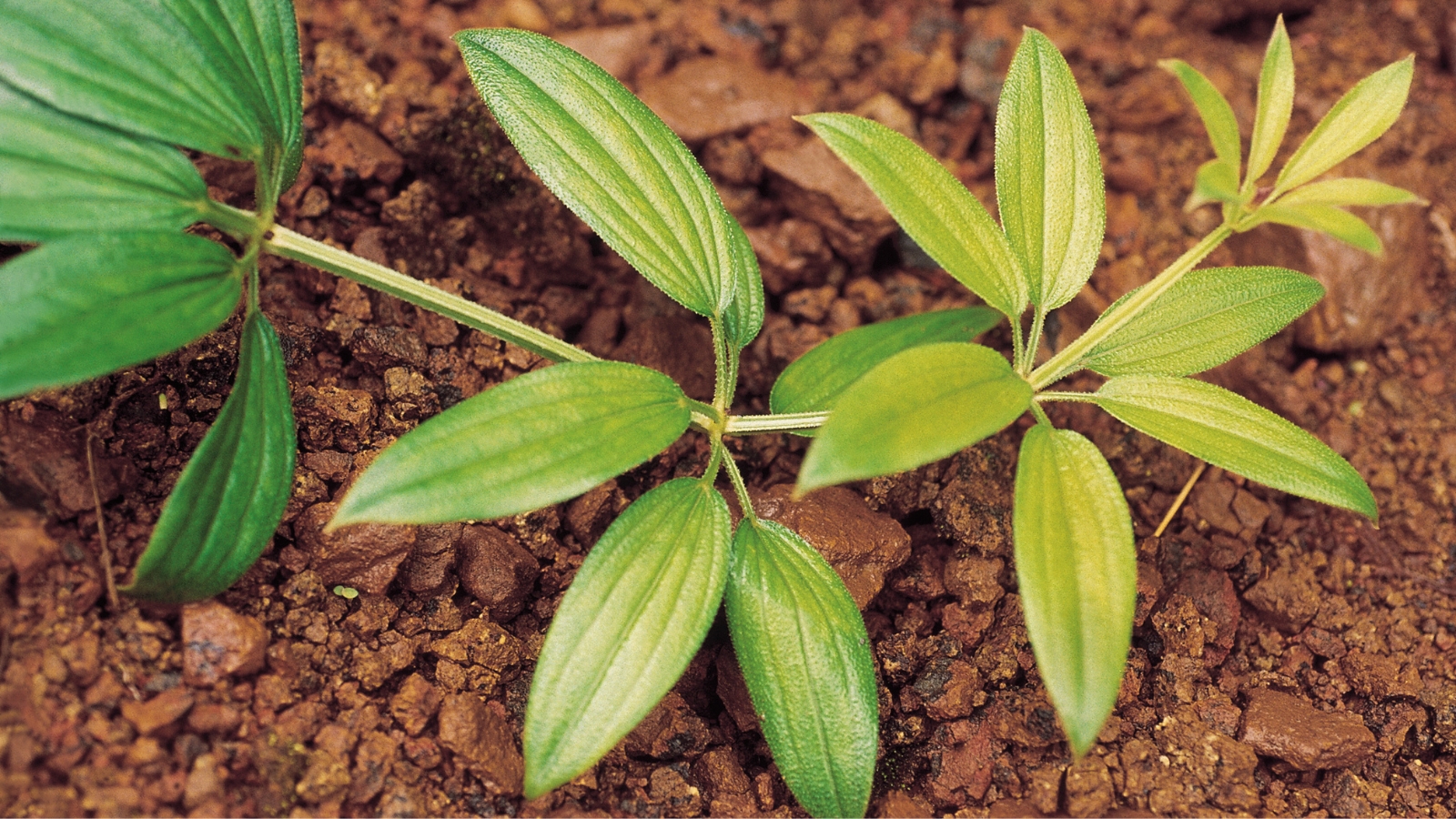 Rubia tinctorum is distinguished by its slender, lance-shaped leaves that grow in whorls along the stems, creating a dense and lush foliage.