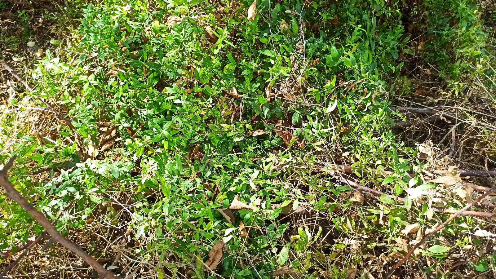 Rubia tinctorum plant with slender green leaves growing among branches and garden debris.