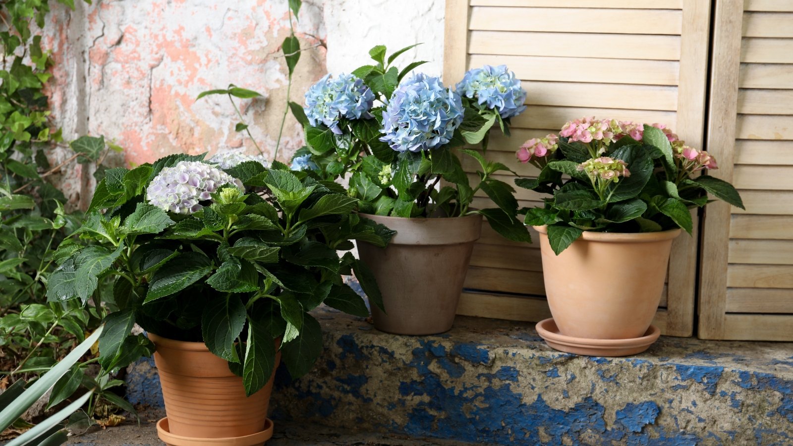 A rustic flower arrangement with rich green leaves and vibrant pink and white blooms, against a distressed, textured wall. The foliage adds depth and contrast to the display, while natural light pours in, highlighting the beauty of the flowers.