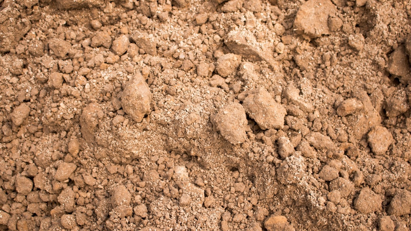 Brown sandy loam soil with a mixture of fine and coarse particles, providing a nutrient-rich foundation for plant growth.