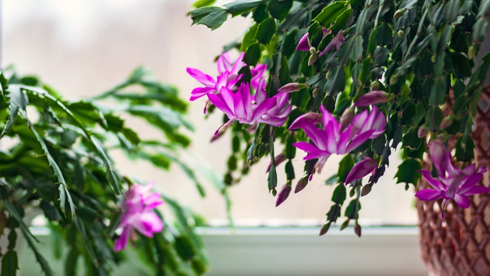 A close-up of two potted Schlumbergera truncata plants on a light windowsill, featuring flat, segmented green stems with serrated edges, adorned with vibrant, tubular flowers in shades of pink.