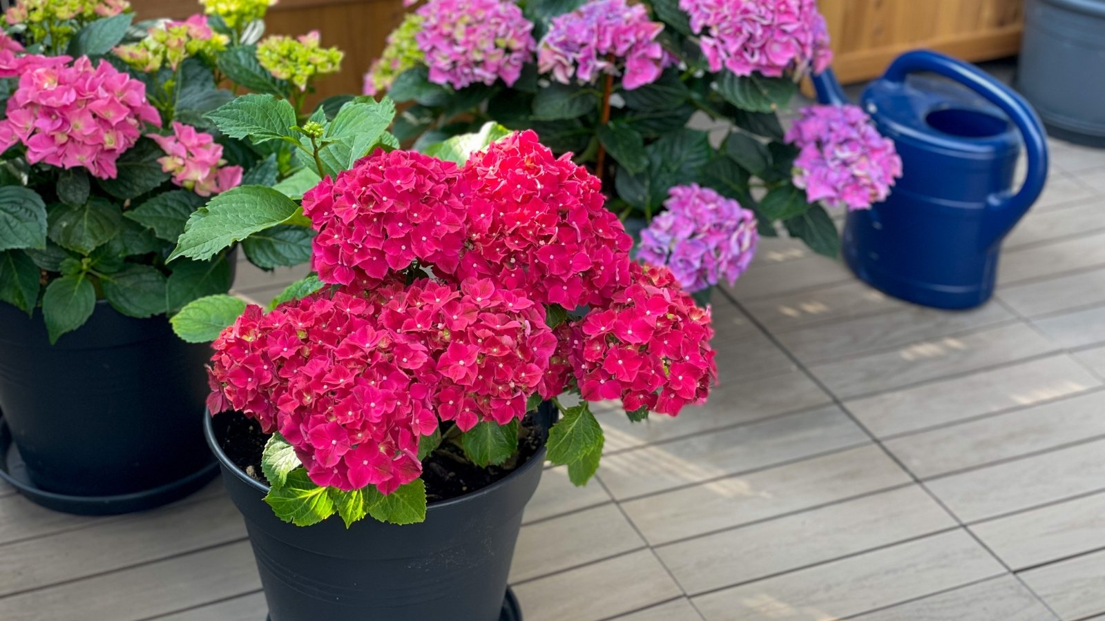 A charming display of various flowers in bright pink tones, surrounded by deep green leaves. The backdrop features a mix of colorful containers and an outdoor terrace, creating a lively atmosphere that celebrates the beauty of nature.