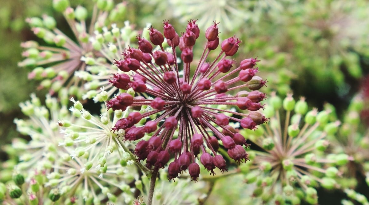 Clusters of purple aralia 'Sun King' flower buds resemble bursting fireworks against a backdrop of blurred green aralia buds. The vibrant purple buds stand out, promising a dazzling display of color as they prepare to bloom against the lush greenery.