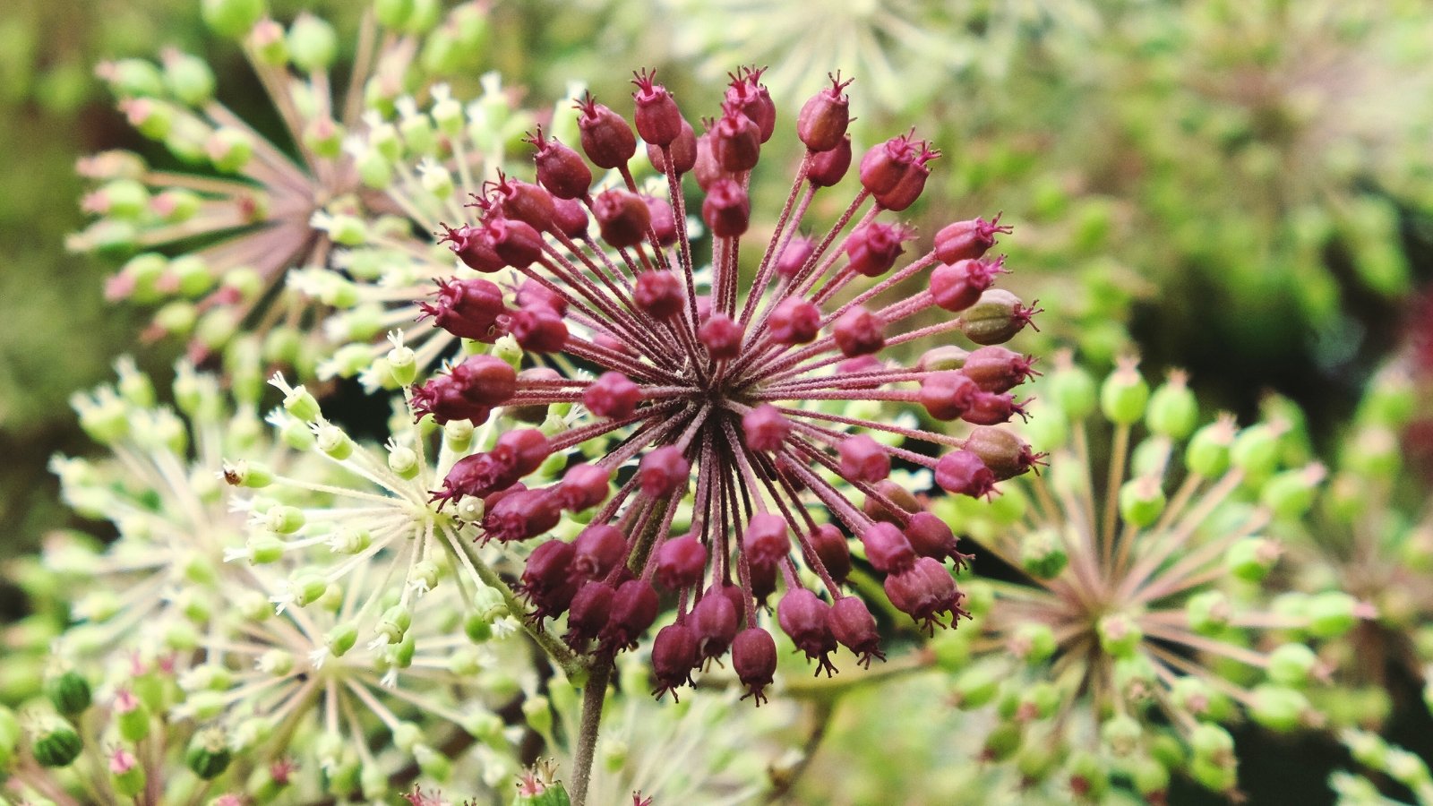 A close-up of 'Sun King' Aralia flowers showcasing vibrant yellow blooms contrasted against deep green foliage, the intricate petals of the 'Sun King' Aralia flowers radiate sunny brilliance.