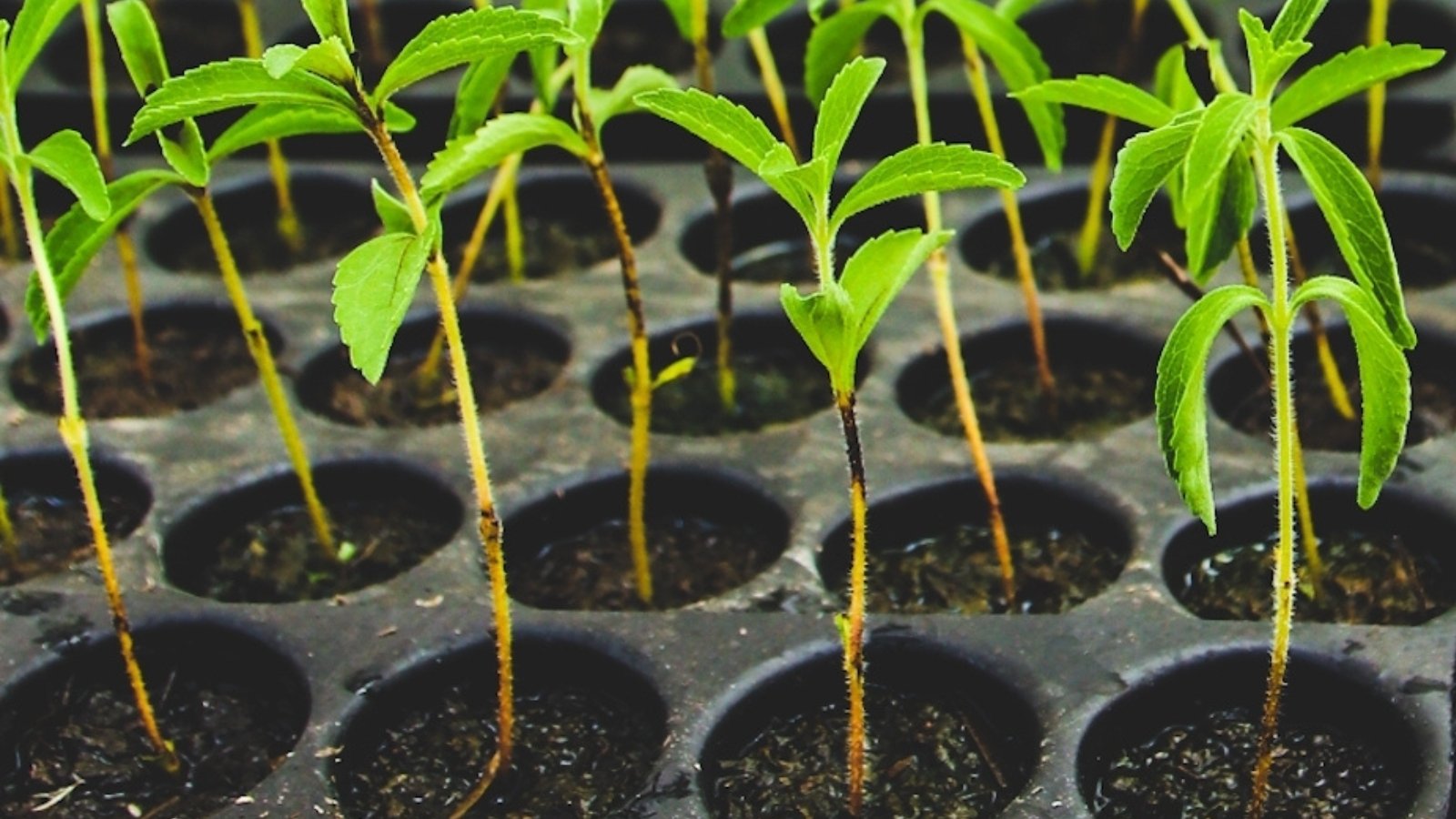 A close-up captures a black seedling tray filled with sprouting stevia seedlings, each tiny stem emerging slender and vibrant against the dark background. Delicate leaves unfurl gracefully, hinting at the promise of future sweetness and growth.