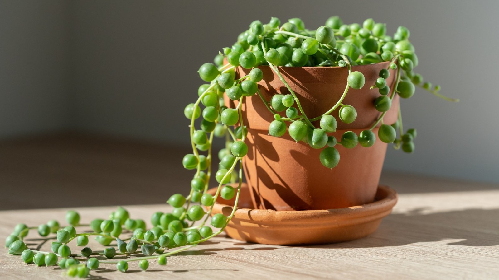 A Senecio rowleyanus, or string of pearls, spills over the edge of a terracotta pot with its round, bead-like leaves.