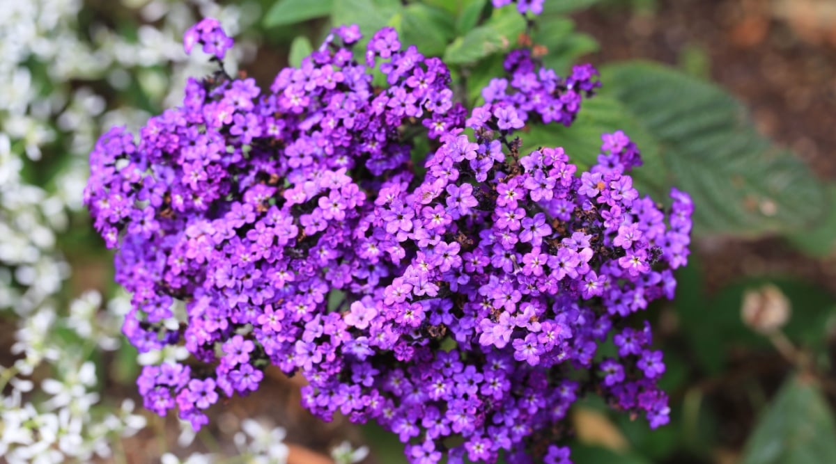 vivid violet bloom clusters rise above deep green foliage.