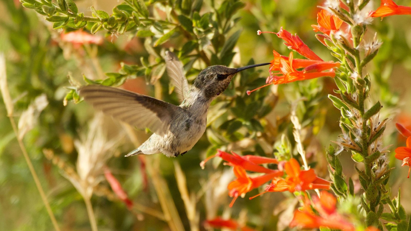 A focused shot of a hummingbird flying and feeding from a California fuchsia flower