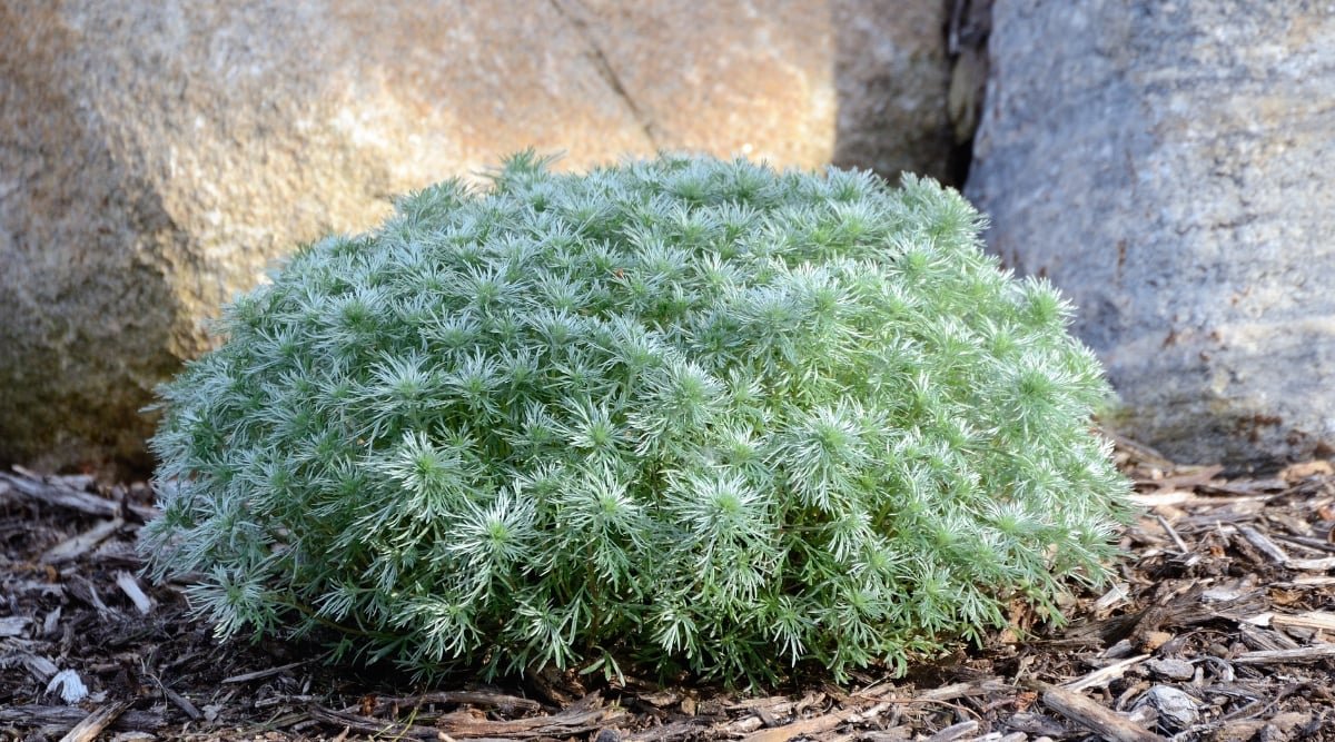 A silver mound plant with delicate foliage, flourishing amidst rich mulch, showcases nature's resilience. Behind the silver mound plant, large rocks stand as guardians, lending stability and contrast to the greenery. 
