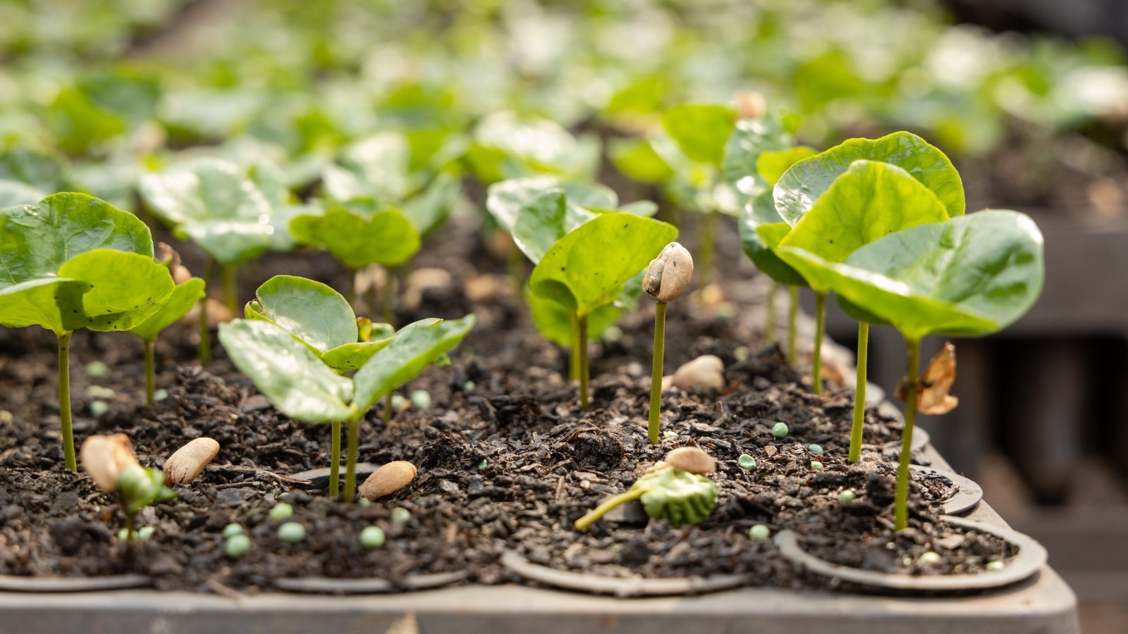 Close-up of small coffee plant seedlings with glossy, round, bright green leaves, sprouted from seed in a seed starter tray in a greenhouse.