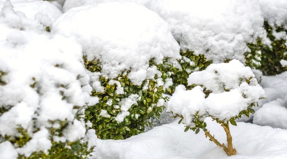 Close-up of young boxwood bushes in a snow-covered garden. These versatile shrubs feature small, dense leaves, glossy, elliptical and arranged in opposite pairs along woody stems. The leaves are dark green. The bushes have a round shape. The crowns of the bushes are covered with a layer of white snow.