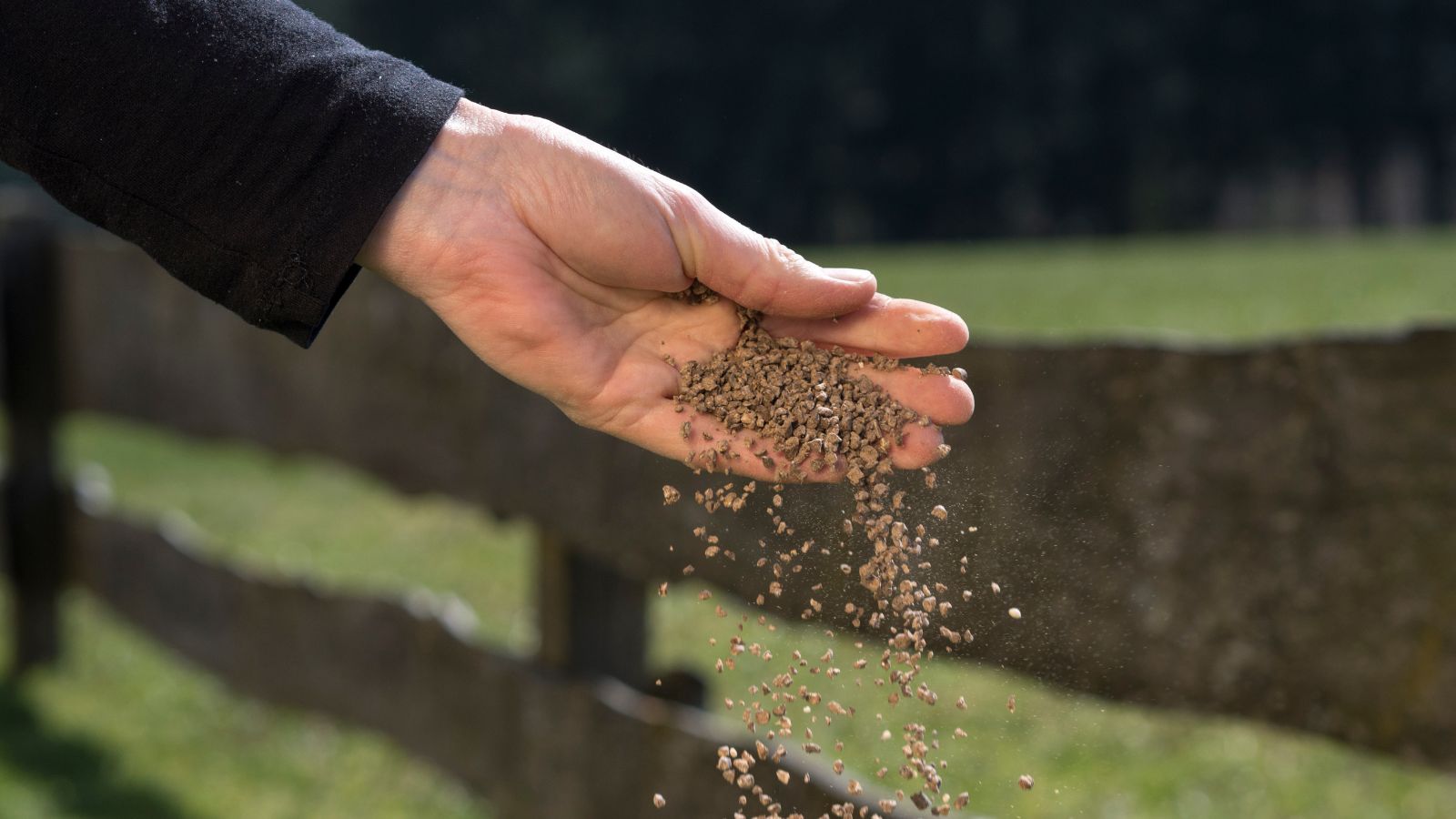 Someone wearing black long sleeves sprinkling bone meal fertilizer on an area